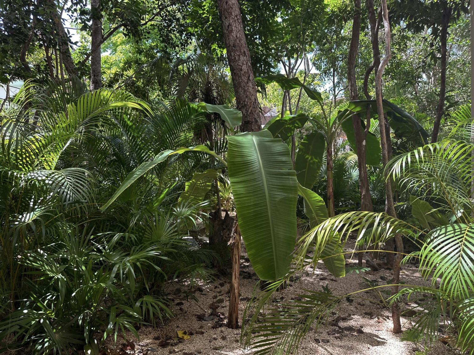 Ophelia Tulum Condo In Aldea Zama Dış mekan fotoğraf